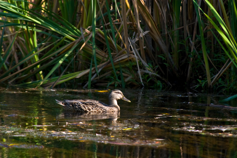 Mallard